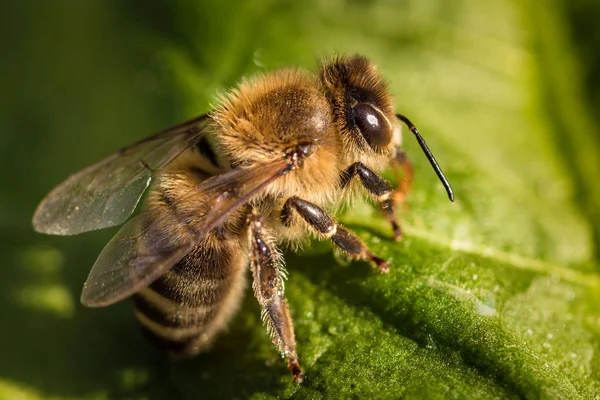 Imagem macro de uma abelha de uma colmeia em uma folha — Fotografia de Stock