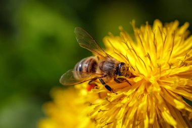 Arı polen toplama ve gatherin sarı bir karahindiba çiçek