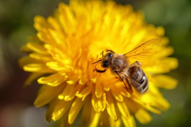 Arı polen toplama ve gatherin sarı bir karahindiba çiçek