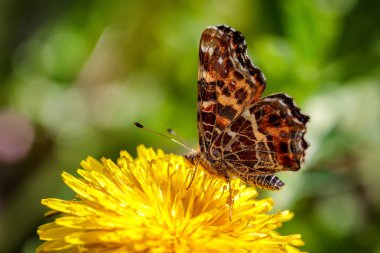 Bir yeşil alan sarı bir Karahindiba çiçeği güzel kelebeği