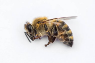 Ölü bir arı kovanında d beyaz bir arka plan üzerinde makro görüntü