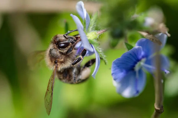 Bee on a blue flower collecting pollen and gathering nectar to p — Stock Photo, Image