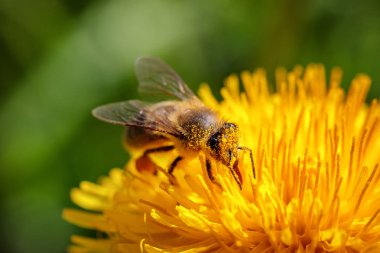 Arı polen toplama ve gatherin sarı bir karahindiba çiçek