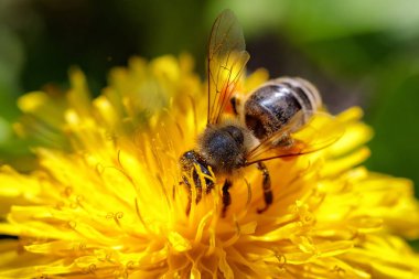 Arı polen toplama ve gatherin sarı bir karahindiba çiçek