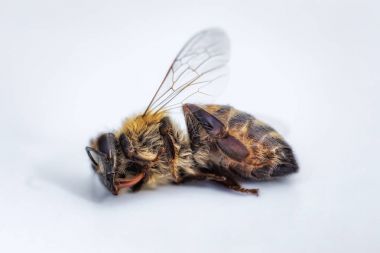 Ölü bir arı kovanında d beyaz bir arka plan üzerinde makro görüntü
