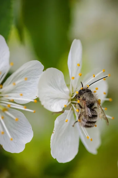 Abeille sur une fleur de cerisier blanc ramassant pollen et cueillette ne — Photo