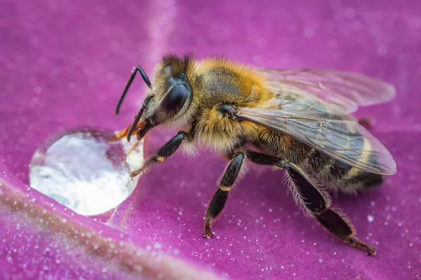 Macro imagem de uma abelha em uma folha bebendo uma gota de mel de uma colmeia — Fotografia de Stock