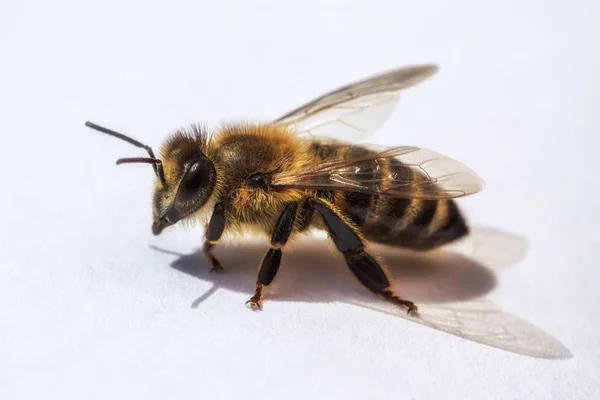 Imagem macro de uma abelha de uma colmeia — Fotografia de Stock