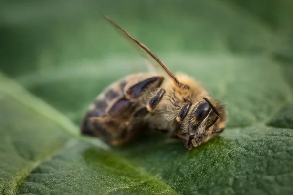 Macro imagen de una abeja muerta en una hoja de una colmena en declive, plag —  Fotos de Stock