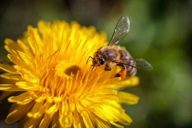 Arı polen toplama ve gatherin sarı bir karahindiba çiçek