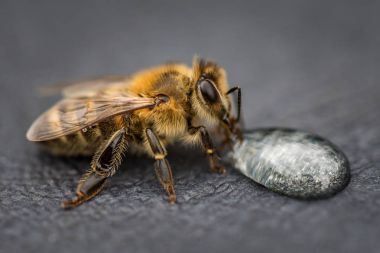 Görüntüyü bir arı bal damla fro içme bir gri yüzeyi
