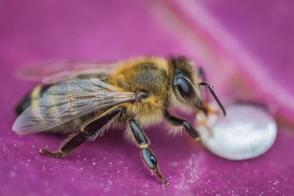 Makro snímek Bee na list pití kapkou medu z podregistru — Stock fotografie