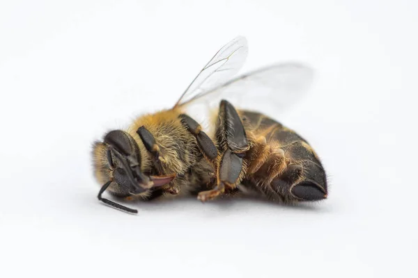 Imagen macro de una abeja muerta sobre un fondo blanco de una colmena en d —  Fotos de Stock