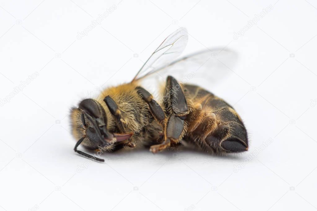 Macro image of a dead bee on a white background from a hive in d