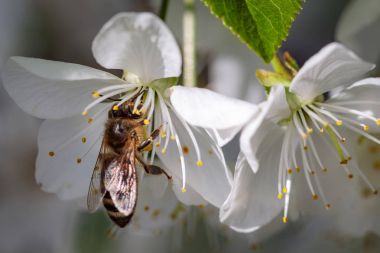 Arı polen toplama ve ne toplama beyaz kiraz çiçeği üzerinde