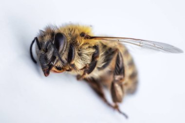 Ölü bir arı kovanında d beyaz bir arka plan üzerinde makro görüntü