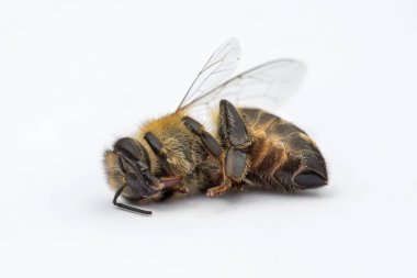 Ölü bir arı kovanında d beyaz bir arka plan üzerinde makro görüntü
