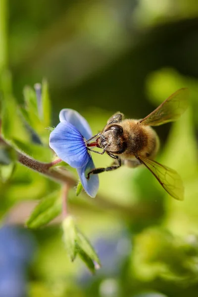 Bee on a blue flower collecting pollen and gathering nectar to p — Stock Photo, Image