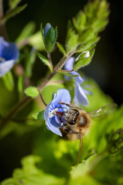 Bee on a blue flower collecting pollen and gathering nectar to p — Stock Photo, Image