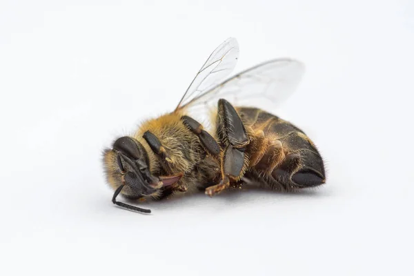 Macro immagine di un'ape morta su sfondo bianco da un alveare in d — Foto Stock