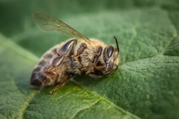 Ölü bir arı düşüş, plag kovanında bir yaprak üzerinde makro görüntü