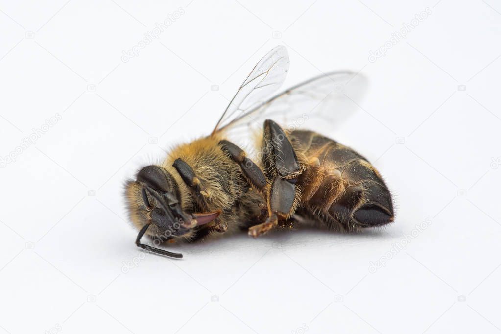 Macro image of a dead bee on a white background from a hive in d