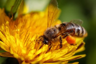 Arı polen toplama ve gatherin sarı bir karahindiba çiçek