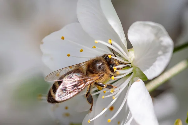 Včela na bílé třešňový květ, sběr pylu a shromažďování ne — Stock fotografie