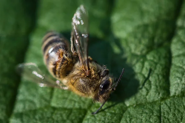 Makroaufnahme einer toten Biene auf einem Blatt aus einem Bienenstock im Niedergang, plag — Stockfoto