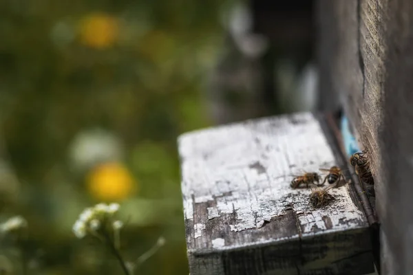 Ruches en déclin avec peu d'abeilles laissées en vie après la Colonie colla Images De Stock Libres De Droits