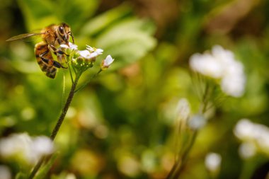 Arı polen toplama ve nektarı için toplama beyaz bir çiçek üzerinde 