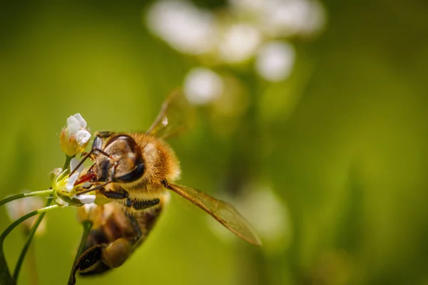 Abeille sur une fleur blanche ramassant du pollen et récoltant du nectar pour — Photo