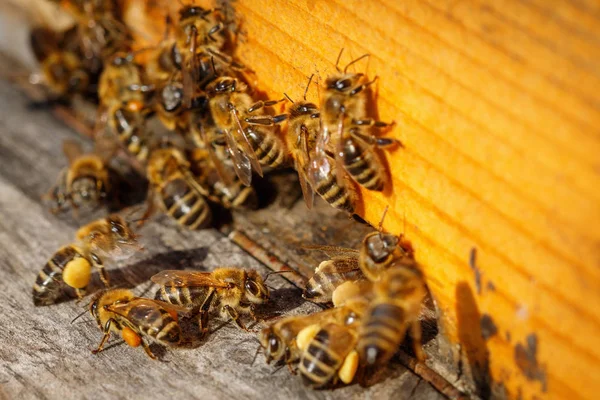Abeilles mellifères avec pollen essayant d'entrer dans la ruche sur un boa d'atterrissage — Photo