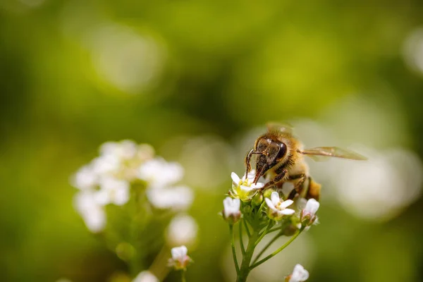 Bee on a white flower collecting pollen and gathering nectar to — Stock Photo, Image