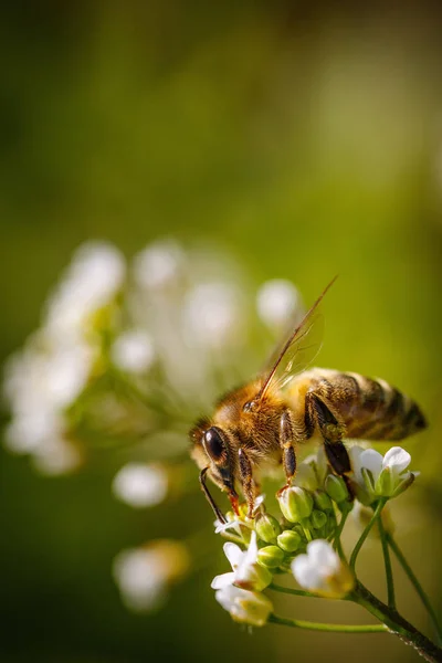 Abeille sur une fleur blanche ramassant du pollen et récoltant du nectar pour — Photo