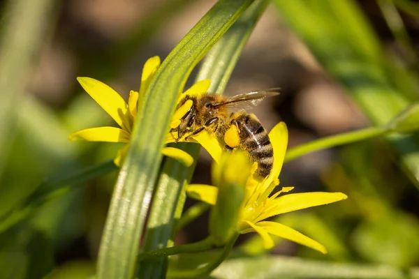 Abelha Uma Flor Primavera Coletando Pólen Néctar Natureza — Fotografia de Stock