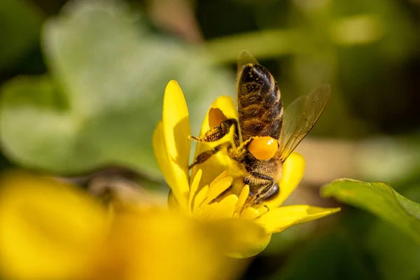 Bijen Een Lentebloem Verzamelen Stuifmeel Nectar Het Wild — Stockfoto