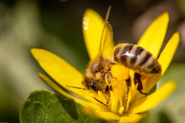 Bijen Een Lentebloem Verzamelen Stuifmeel Nectar Het Wild — Stockfoto