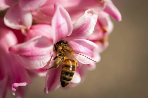 Méhecske Tavaszi Virágon Virágport Nektárt Gyűjt Vadonban Stock Kép