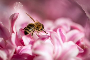 Bahar çiçeğinin üzerindeki arı vahşi doğada polen ve nektar topluyor.