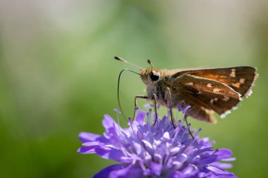 Bahar çiçeğinin üzerindeki kelebek vahşi doğada polen ve nektar topluyor.
