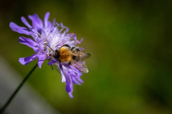 Wildbiene Auf Frühlingsblume Sammelt Pollen Und Nektar Freier Wildbahn — Stockfoto