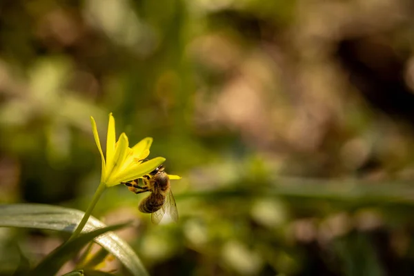 Bijen Een Lentebloem Verzamelen Stuifmeel Nectar Het Wild — Stockfoto