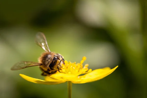 Abeille Sur Une Fleur Printemps Récoltant Pollen Nectar Dans Nature — Photo