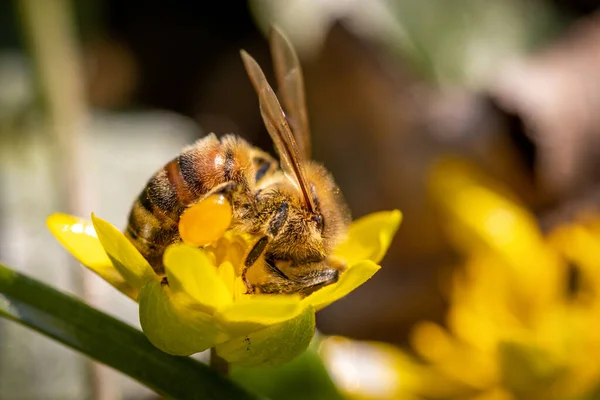 Biene Auf Frühlingsblume Sammelt Pollen Und Nektar Freier Wildbahn — Stockfoto