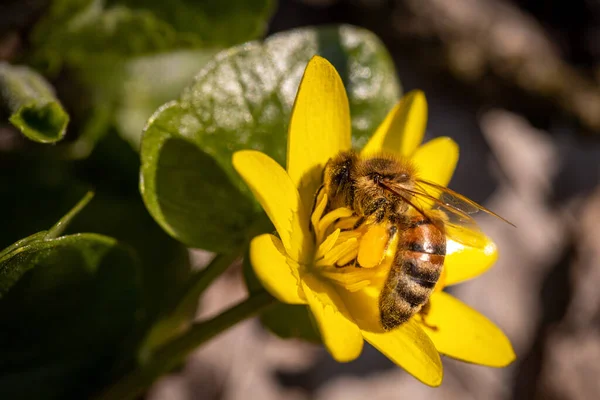 Abelha Uma Flor Primavera Coletando Pólen Néctar Natureza — Fotografia de Stock