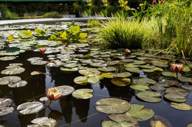 Yalta 'daki Nikitsky Botanik Bahçesi çeşitli ağaç türleri ve çiçeklerle etkiler. Park mimarisinin garipliği ve güzelliği..