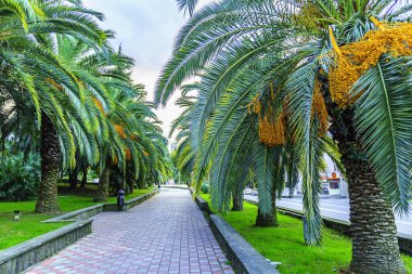 Soçi, Rusya 'nın Krasnodar bölgesinde palmiye ağaçları. Soçi sokaklarındaki hurma ağaçları meyve vermeye başladı. Meyvenin yenilemez olması çok yazık.