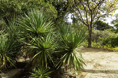 Nikita Park, tuhaf şekilleri, yolları, taş ve bambu çitleri olan her zaman yeşil ağaçlarıyla dünyanın harikası..