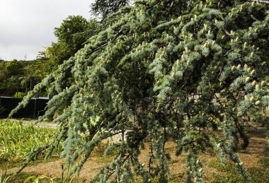 Nikita Park, tuhaf şekilleri, yolları, taş ve bambu çitleri olan her zaman yeşil ağaçlarıyla dünyanın harikası..